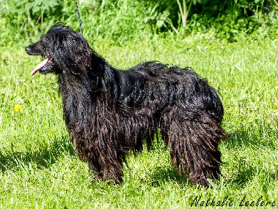 Étalon Berger des Pyrenees à face rase - Little black du Champ D'Onix