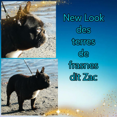 Étalon Bouledogue français - New look dit zac Des Terres De Frasnes
