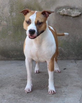 Étalon American Staffordshire Terrier - Polka du temple de Gaïa