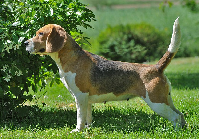 Étalon Beagle - Rasta de la Haute Fougère