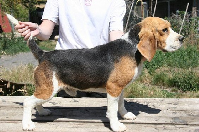 Étalon Beagle - Rapido (Sans Affixe)