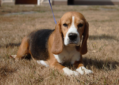 Étalon Beagle - Paina de la Magie de l'Argoat