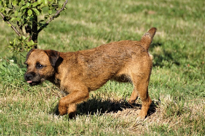 Étalon Border Terrier - Starlette Des petites nouches