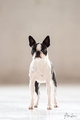Étalon Boston Terrier - CH. Sexy girly Sweeties Doggies