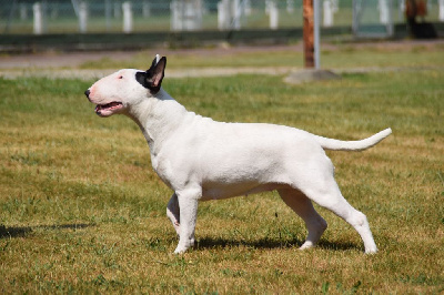 Étalon Bull Terrier - Thud and cuddles Non phixion