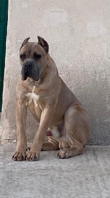 Étalon Cane Corso - Rothorm Jy Dream Devil went down