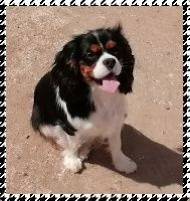 Étalon Cavalier King Charles Spaniel - Pepite (Sans Affixe)