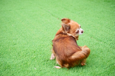 Étalon Chihuahua - Nouchka Des Minis Trésors