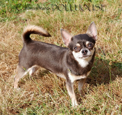 Étalon Chihuahua - diamond dog forever Rewolucja ( saskia )