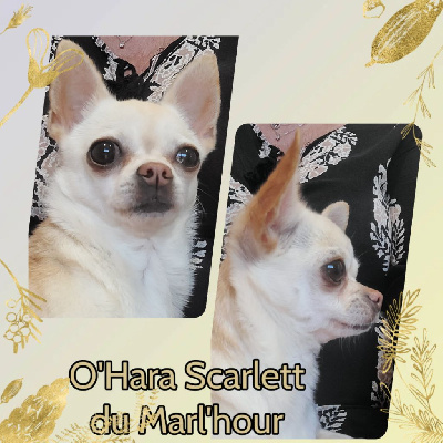 Étalon Chihuahua - Ohara scarlett du Marl'Hour