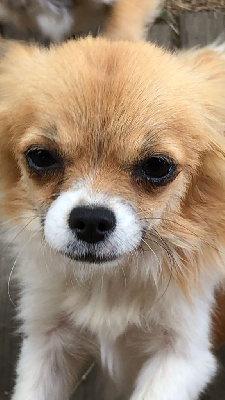 Étalon Chihuahua - Soraya Des Petits Zamours