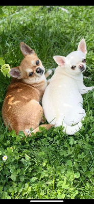 Étalon Chihuahua - Sharlotte Des Lutins Sauvages