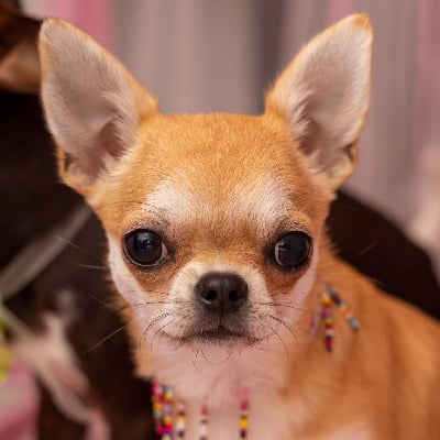 Étalon Chihuahua - Uma turman (yumi) tsvetok ognya