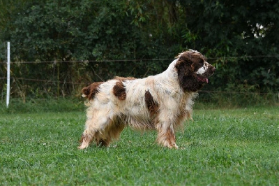 Étalon Cocker Spaniel Anglais - Neverland des coleres de Zeus