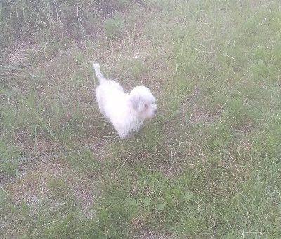 Étalon Coton de Tulear - oxebo Prune