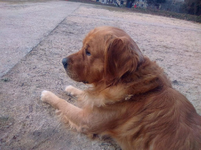 Étalon Golden Retriever - Jasper dit nougat (Sans Affixe)