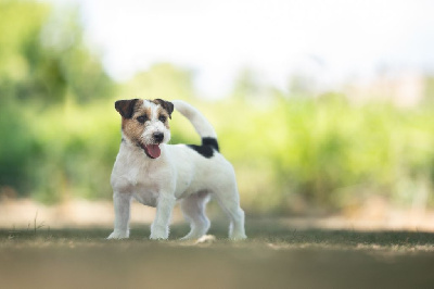 Étalon Jack Russell Terrier - Shalimar love De La Cité Du Bolwerk