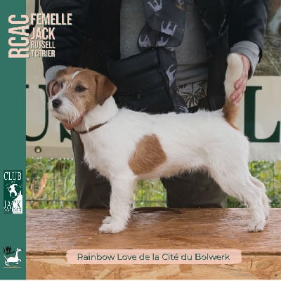 Étalon Jack Russell Terrier - Rainbow love De La Cité Du Bolwerk