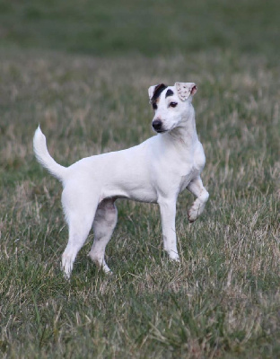 Étalon Jack Russell Terrier - Revolt for catching spots (Sans Affixe)