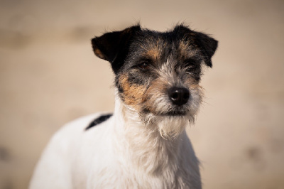 Étalon Jack Russell Terrier - Pipelette star De La Baie Des Samariens