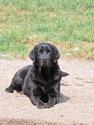 Étalon Labrador Retriever - Pivoine De sandie landes