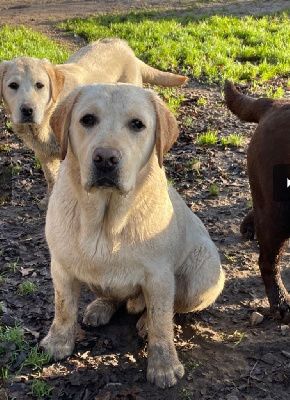 Étalon Labrador Retriever - Snoooy De sandie landes