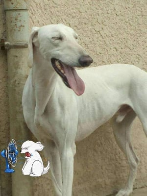 Étalon Saluki - Jesarat khayal abyad (mad square garden) Mad Attitude