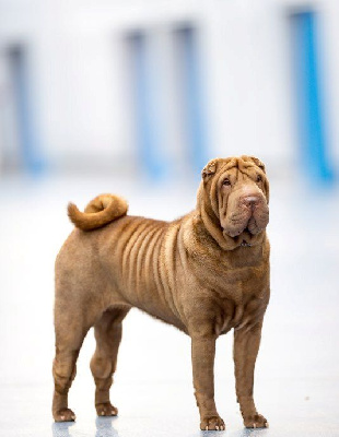 Étalon Shar Pei - Ch.maëlys du grain de beauté