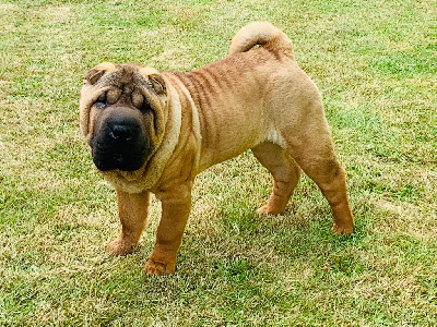 Étalon Shar Pei - Clovis cytrynowa polana