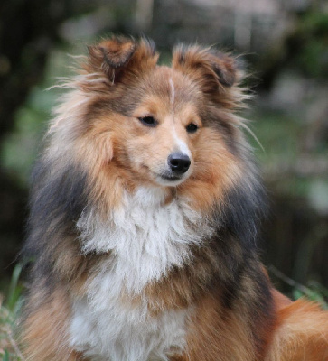 Étalon Shetland Sheepdog - So precious golden star sia Of Pretty Countess