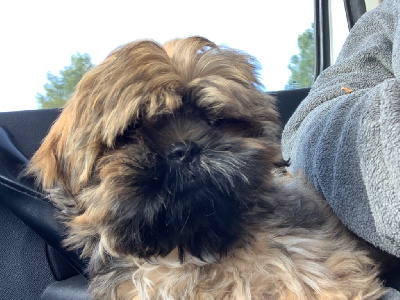 Étalon Shih Tzu - Sulivan Du Temps Des Amazones
