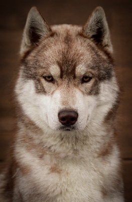 Étalon Siberian Husky - Reggae Of Kolyma Wolves