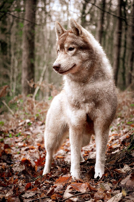 Étalon Siberian Husky - rayven Empress wolf pack alpha