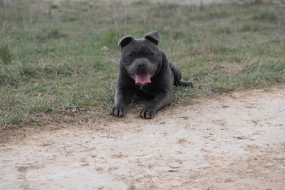Étalon Staffordshire Bull Terrier - Railey Little Bluedog