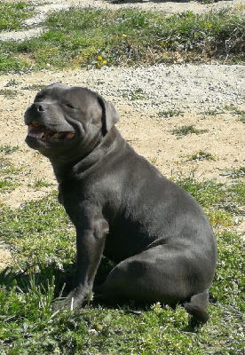 Étalon Staffordshire Bull Terrier - Reyko (Sans Affixe)