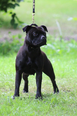Étalon Staffordshire Bull Terrier - Skillstaff Peppa pig