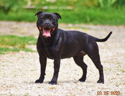 Étalon Staffordshire Bull Terrier - Shaka ponk From Braveheart Story