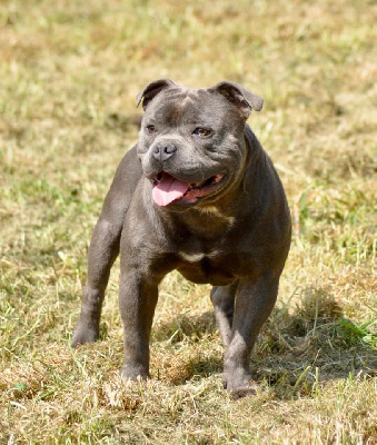 Étalon Staffordshire Bull Terrier - Riddick de bluedogcity