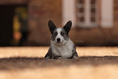 Étalon Welsh Corgi Cardigan - Mira des Joyaux Des Ki Millacs