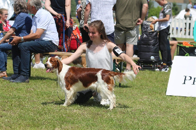 Étalon Welsh Springer Spaniel - Moje Lustra Sofia raanee dil