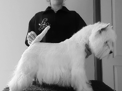 Étalon West Highland White Terrier - Pitchoun Du moulin de labatut