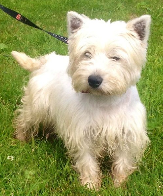 Étalon West Highland White Terrier - Pakito La Seigneurie Du Domaine D'Eole