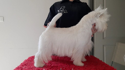 Étalon West Highland White Terrier - Alborada Général dit ritchi