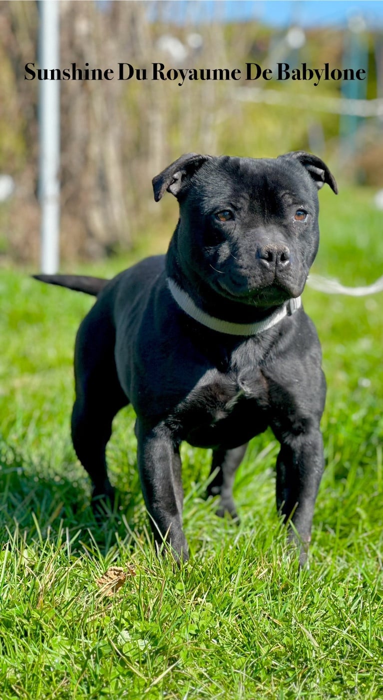 Sun shine Du Royaume De Babylone