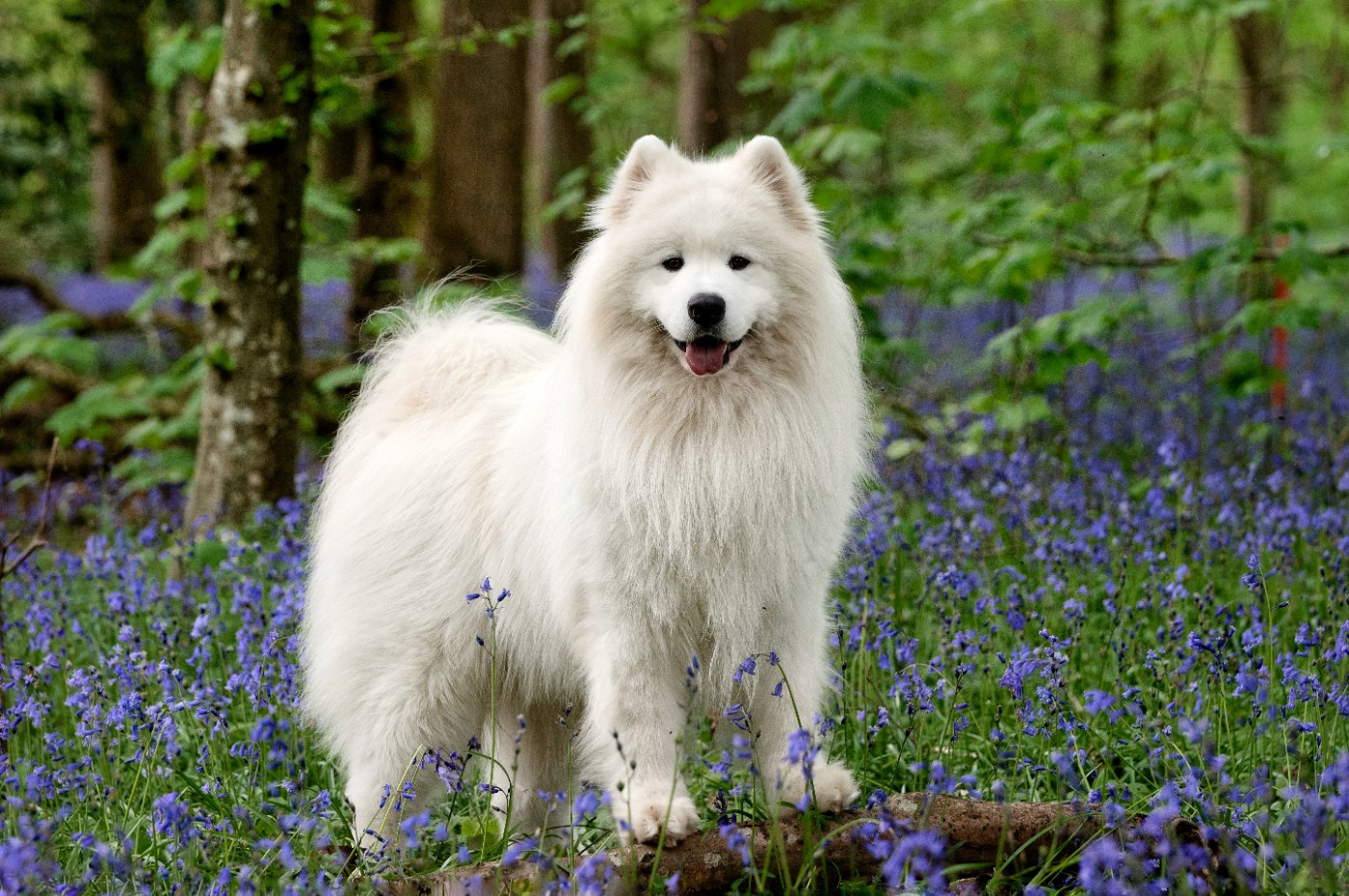Les Samoyède de l'affixe   Naskao Legends