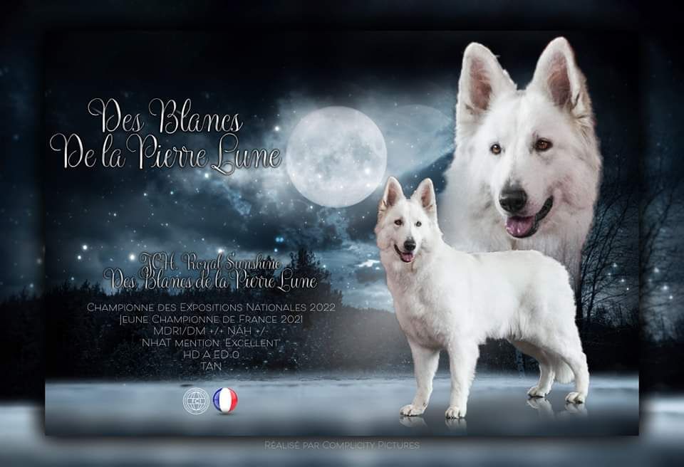 Publication : Des Blancs De La Pierre Lune  