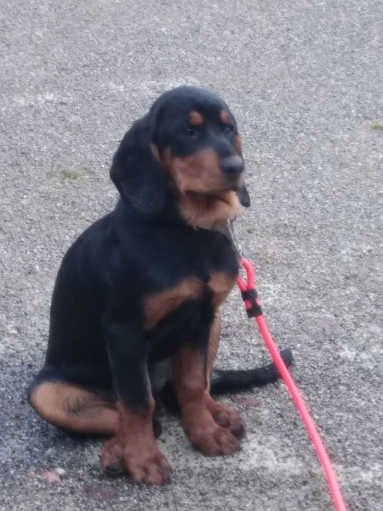Les Chien courant slovaque de l'affixe   Des Tannières Aux  Mordorées