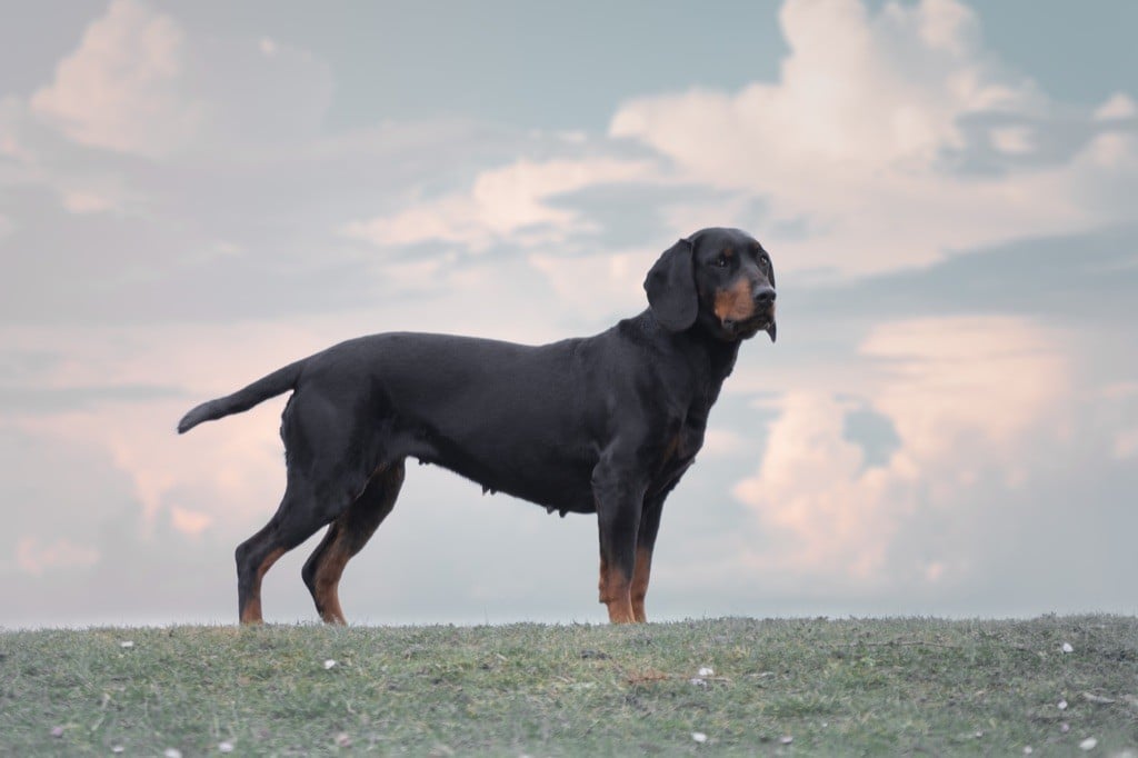 Les Chien courant slovaque de l'affixe   De La Cierna Zviera