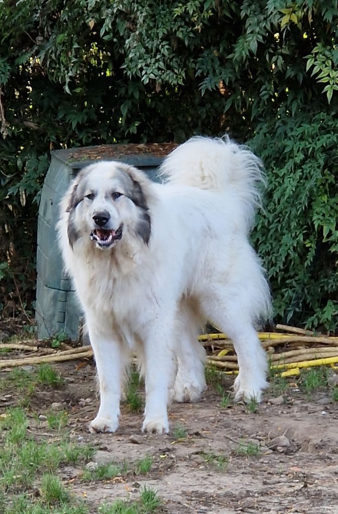 Les Chien de Montagne des Pyrenees de l'affixe   du Domaine du Chai de Majolan