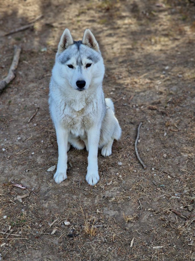 Pearl des guarrigues du loup du canebas